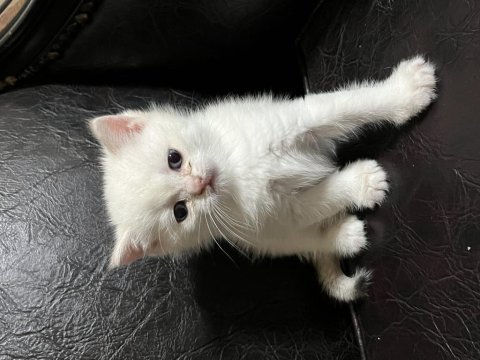 British shorthair erkek yavrular a+ kalite nadir renk tonu