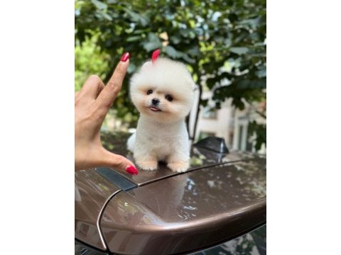 Orjınal kalıte pomeranian yavrum