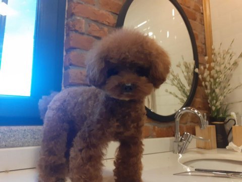 Tüy dökmeyen sağlık ırk kalite garantili poodle yavrularımız