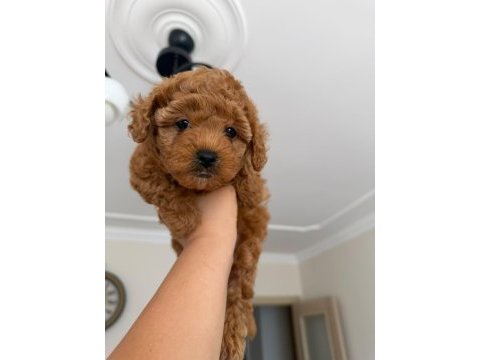 Uygun fiyata toy poodle dişi