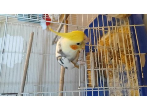 Ele alışık iki kelime konuşan sultan papağanı