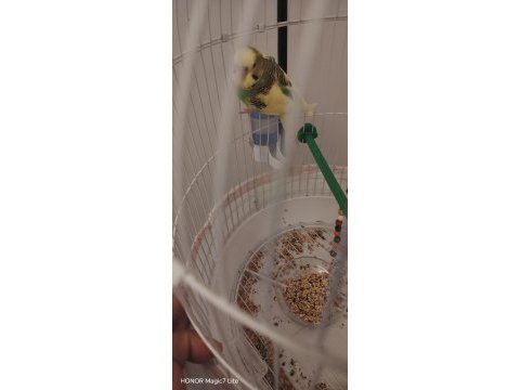2 yaşında erkek muhabbet kuşu