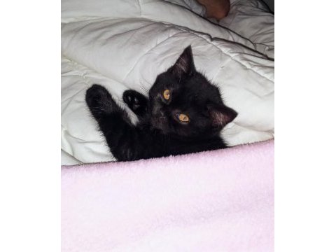British shorthair kedimiz gece