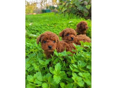Toy poodle muhteşem bebekler