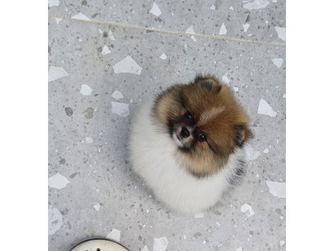 Üst kaliteli garantili pomeranian boo dişi