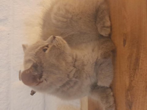 Peluş oyuncak güzelliğinde dişi yavrumuz antalya