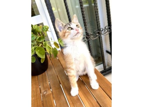 Acil yuva 2.5 aylık yavru dişi kedi