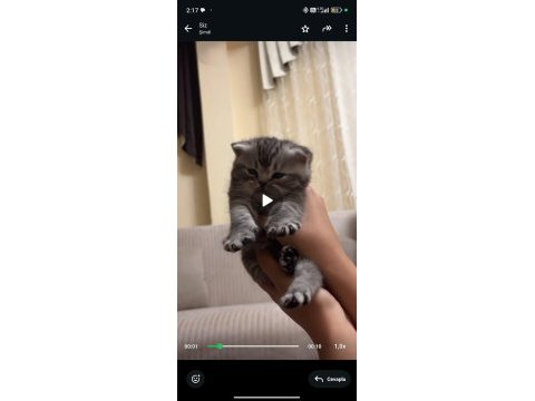 3 adet kedimizi sütten kesildiği anda vereceğim