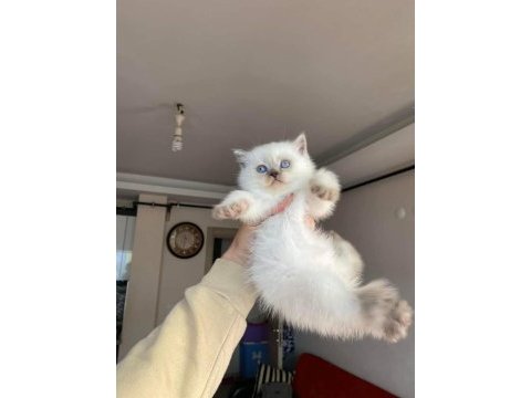 Show kalite silver british longhair yavrular