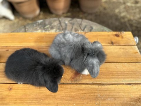 Veteriner hekimden tavşan yavruları