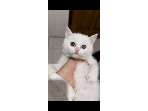 İstanbulda yavru dişi beyaz british shorthair yavru