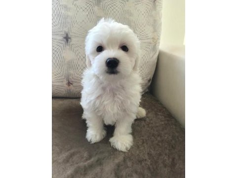 Tarım ve orman bakanlığı ruhsatlı maltipoo ve maltese