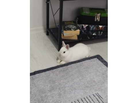 Netherland dwarf cüce tavşan 1 yaşında ve tüm eşyaları
