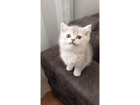 British longhair yavrularımız