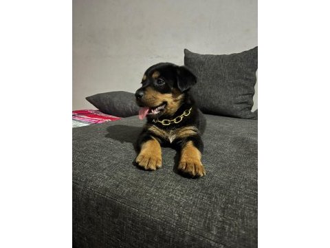 2 aylık bebek rottweiler