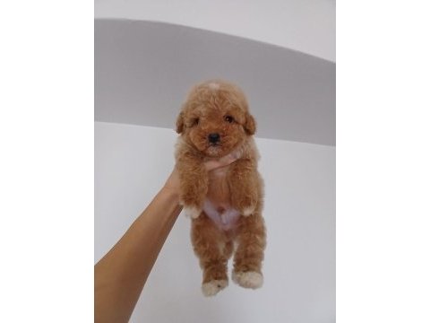 Teacup toy poodle