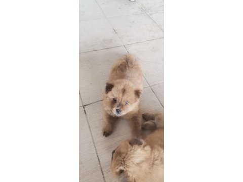 Erkek dişi 45 günlük yavrular chow chow