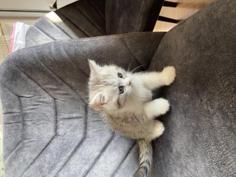 Sahibinden exotic shorthair yavrusu