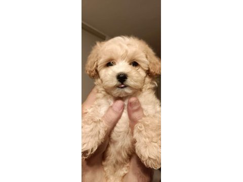 Maltipoo yavrular (sağlık ve ırk garantili)