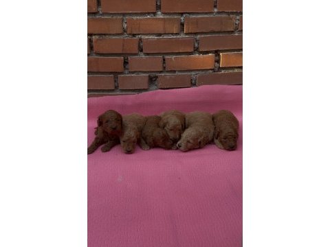 Muhteşem güzellikte safkan toy poodle yavrular