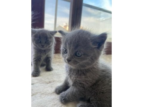 British shorthair yavru kediler
