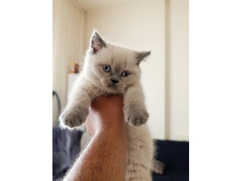 3 tane dişi yavru kedimiz yeni yuvasını aramaktadır