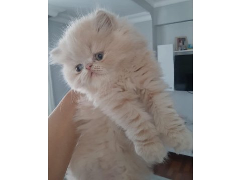 İran exotic longhair bebekler