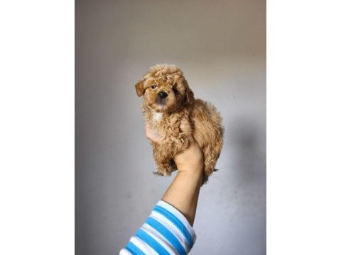 Maltipoo yavrularımız