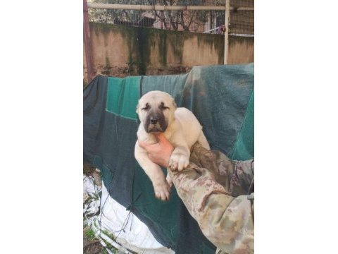 Irk garantili sağlam kangal yavruları