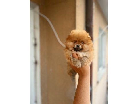 Sağlık ve ırk garantili pomeranian bebeklerimiz