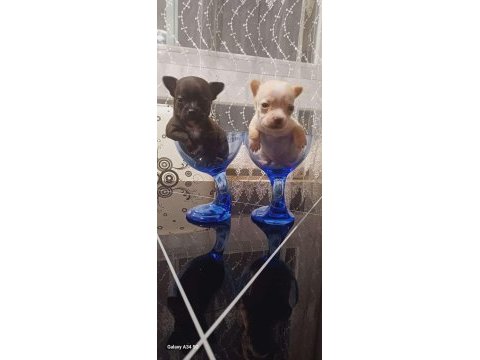 Chihuahua elma kafa