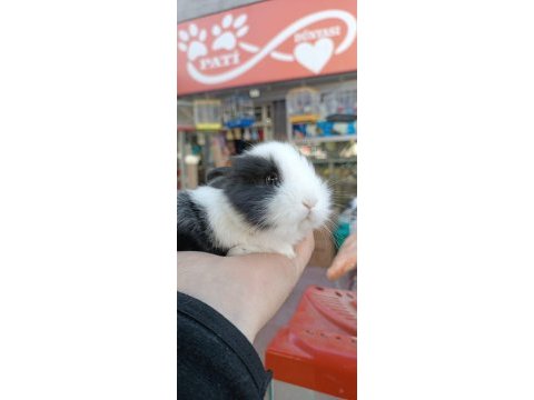 Yavru hollanda lop kırması tavşanlar