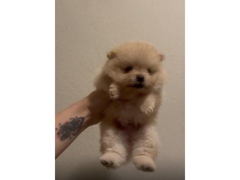 Sağlık ve ırk garantili pomeranian