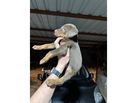 Teslime hazır doberman köpekler