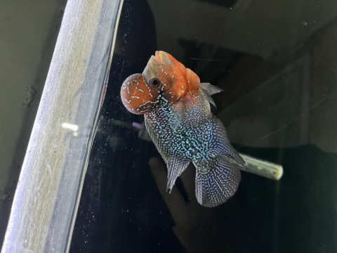 İthal red dragon flowerhorn