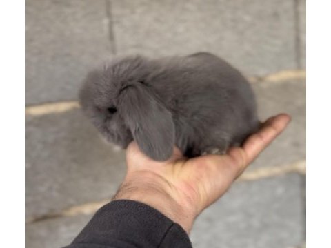 Hollanda tedy blue lop tavşan yavruları