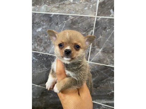 Chihuahua yavrularımız yeni ailesini beklemekte