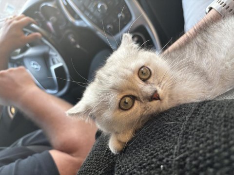 Küçük tatlı sevimli yumoş kedimiz