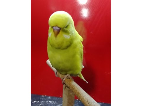 Rengarenk konuşturmalık show jumbo muhabbet yavrular