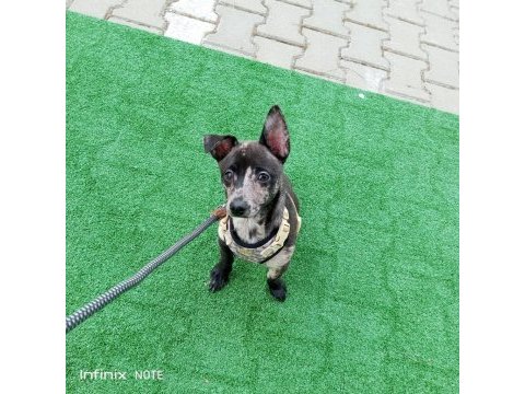 Tatlı pinscher yavrumuz cipiye aile arıyoruz