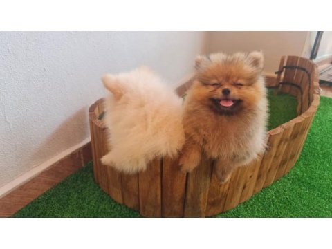 Boo dişimiz