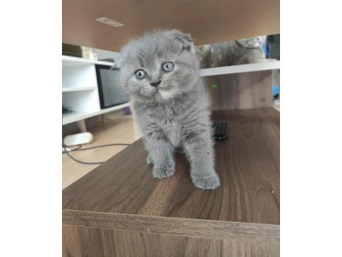 Gri scottish fold dişi ve erkek kedi