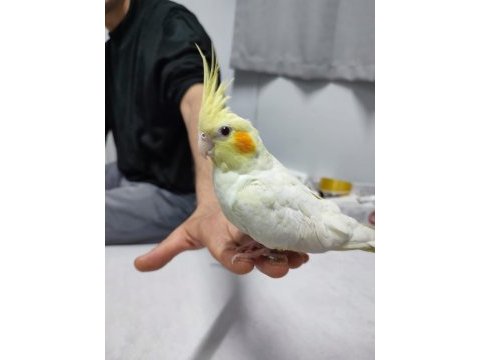 Unutulmaz sultan papağanı 4 aylık