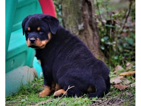 Safkan şecereli şampiyon yavru köpekler