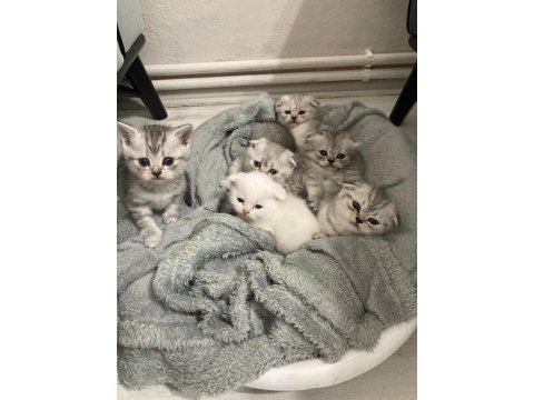 Teslime hazır 5 yavru 2 erkek 3 dişi scottish fold