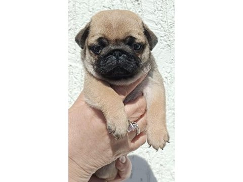 Şaşkın bakışlım pug yavrularım