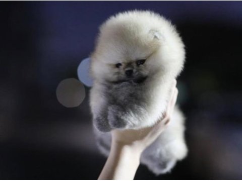 Pomeranian yavrular için kalitede tek adres