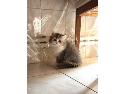 Chinchilla miniklerimiz