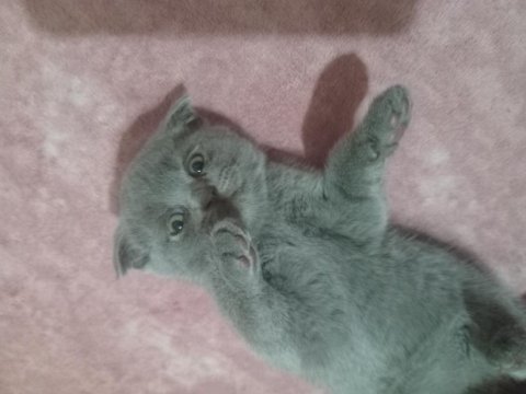 Minnoş scottish fold kedimize yeni yuva arıyoruz
