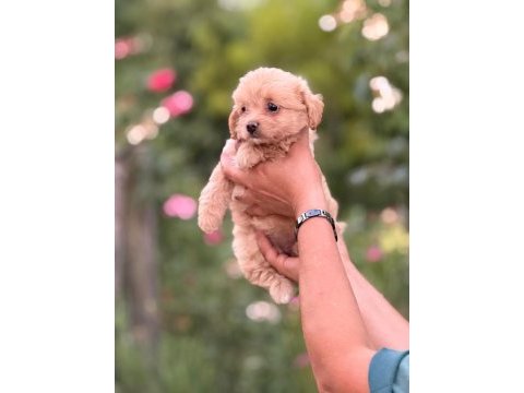 Safkan aşılı ve çiş eğitimli maltıpoo bebekler 